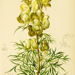 Location: Atlas der Alpenflora 1882
Photo courtesy of:Anton Hartinger