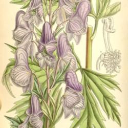 
James Nugent Fitch 1890 Curtis's botanical magazine