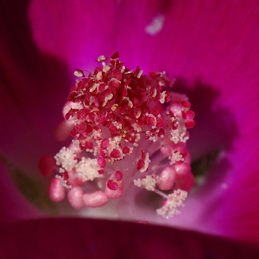 Photo of Winecup (Callirhoe involucrata) uploaded by dirtdorphins