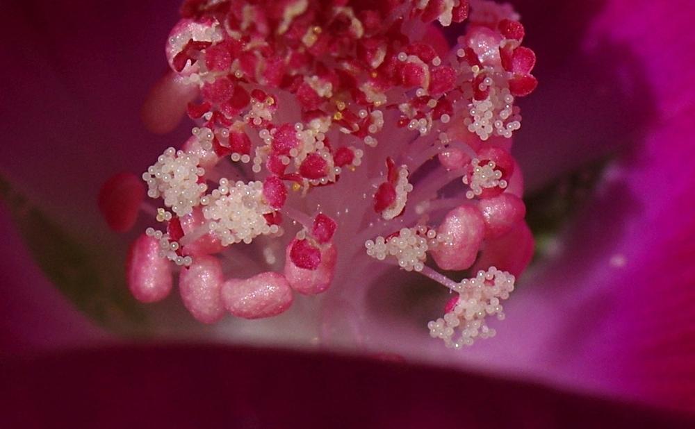 Photo of Winecup (Callirhoe involucrata) uploaded by dirtdorphins