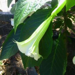 Location: murchison, tx
Date: 2014-10-15 
brugmansia flower
