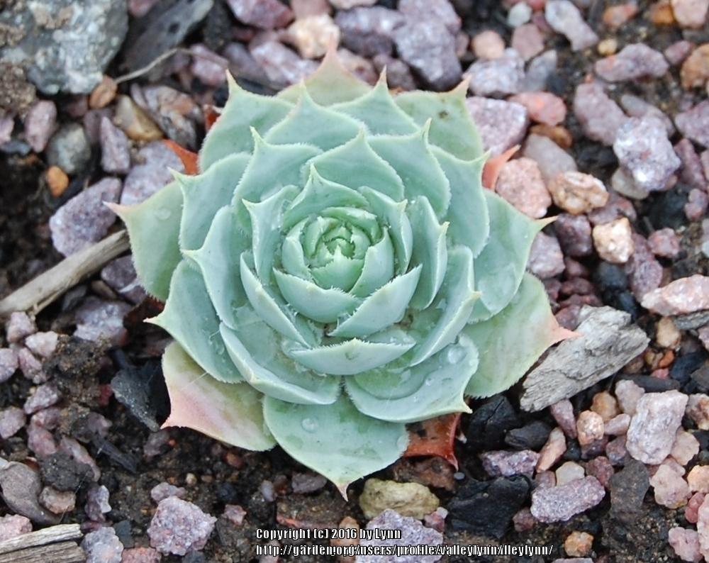 Photo of Hen and Chicks (Sempervivum 'Silver Song') uploaded by valleylynn