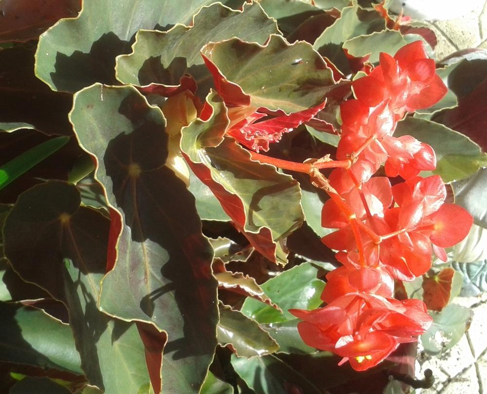 Photo of Wax Begonia (Begonia semperflorens 'Wax Red') uploaded by Rosegal