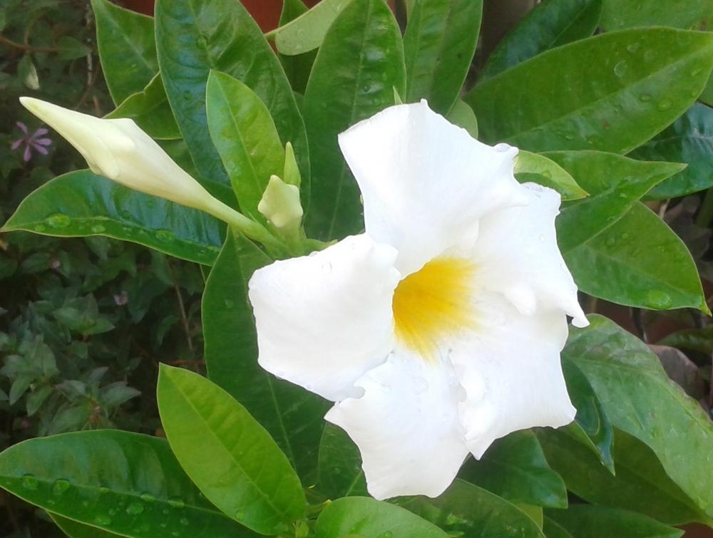 Photo of White Chilean Jasmine (Mandevilla sanderi 'Alba') uploaded by Rosegal