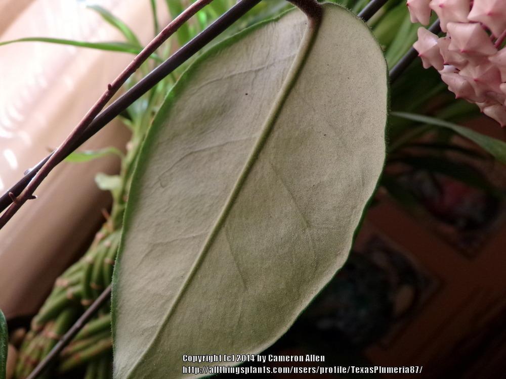 Photo of Wax Plant (Hoya fungii) uploaded by TexasPlumeria87