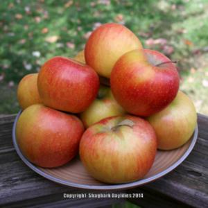 grown by Branstool Orchard, Utica, OH