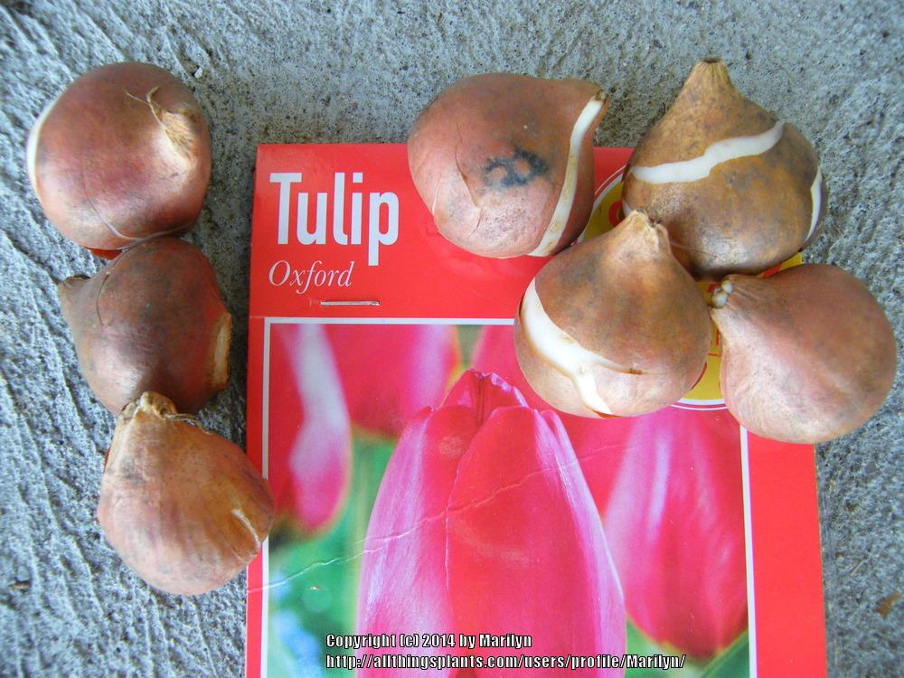 Photo of Darwin Hybrid Tulip (Tulipa 'Oxford') uploaded by Marilyn