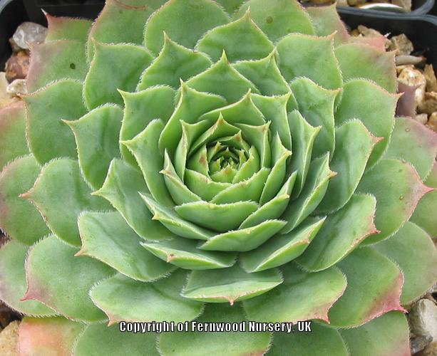 Photo of Hen and Chicks (Sempervivum 'Emerson's Giant') uploaded by Patty
