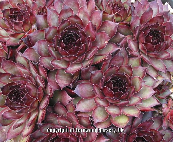 Photo of Hen and Chicks (Sempervivum 'Cavo Doro') uploaded by Patty