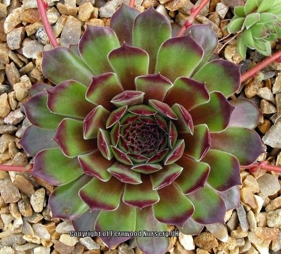 Photo of Hen and chicks (Sempervivum 'Excalibur') uploaded by Patty