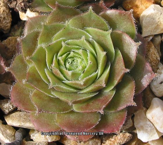 Photo of Hen and Chicks (Sempervivum 'Collage') uploaded by Patty