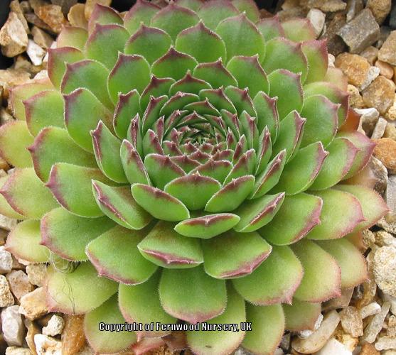 Photo of Hen and chicks (Sempervivum 'Excalibur') uploaded by Patty