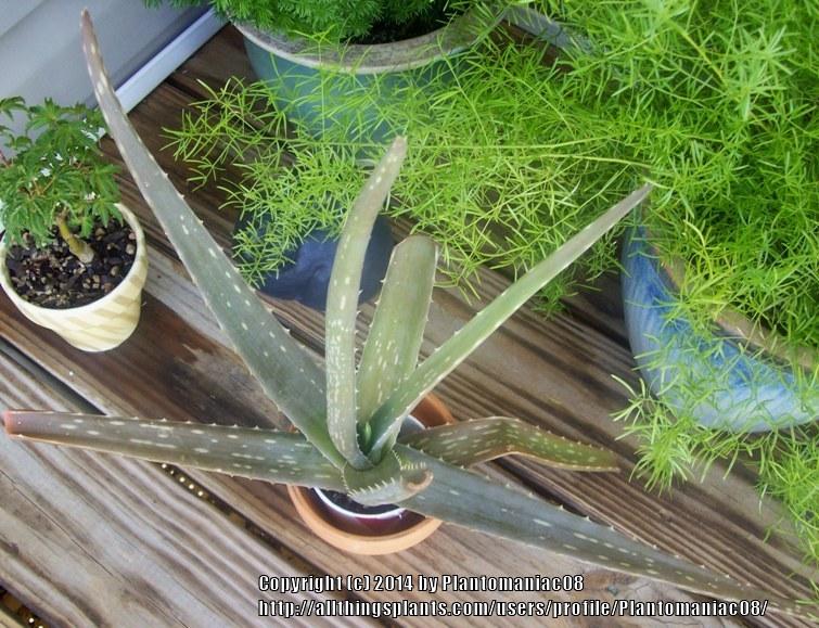 Photo of Aloe Vera (Aloe vera) uploaded by Plantomaniac08