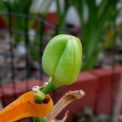 Location: Northern California Zone 9b
Date: 2014-10-17
Ladybug's Two Moons - seed pod from final rebloom