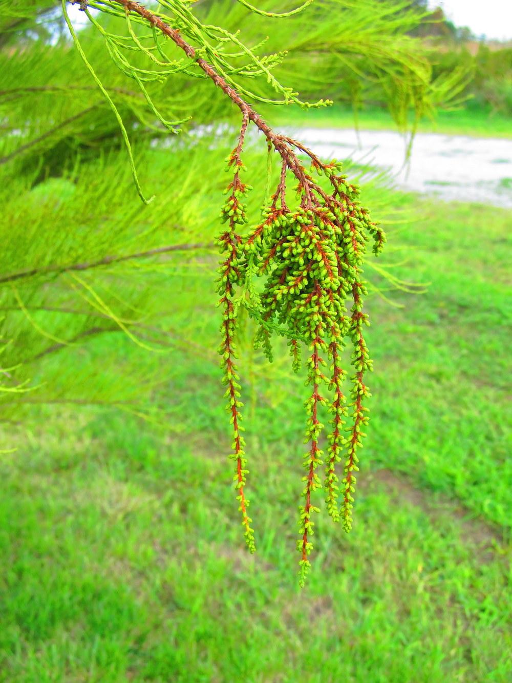 Photo of Bald Cypress (Taxodium distichum) uploaded by jmorth