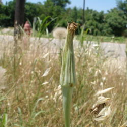 Location: north central Texas
Date: 2010-05-20
Initial stage of a seed pod