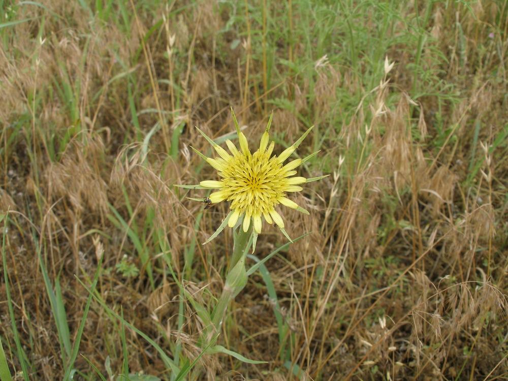Photo of Yellow Salsify (Tragopogon dubius) uploaded by needrain