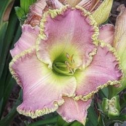 Location: East Texas Daylily gardens
Date: 2014-01-02
At Long Last Love