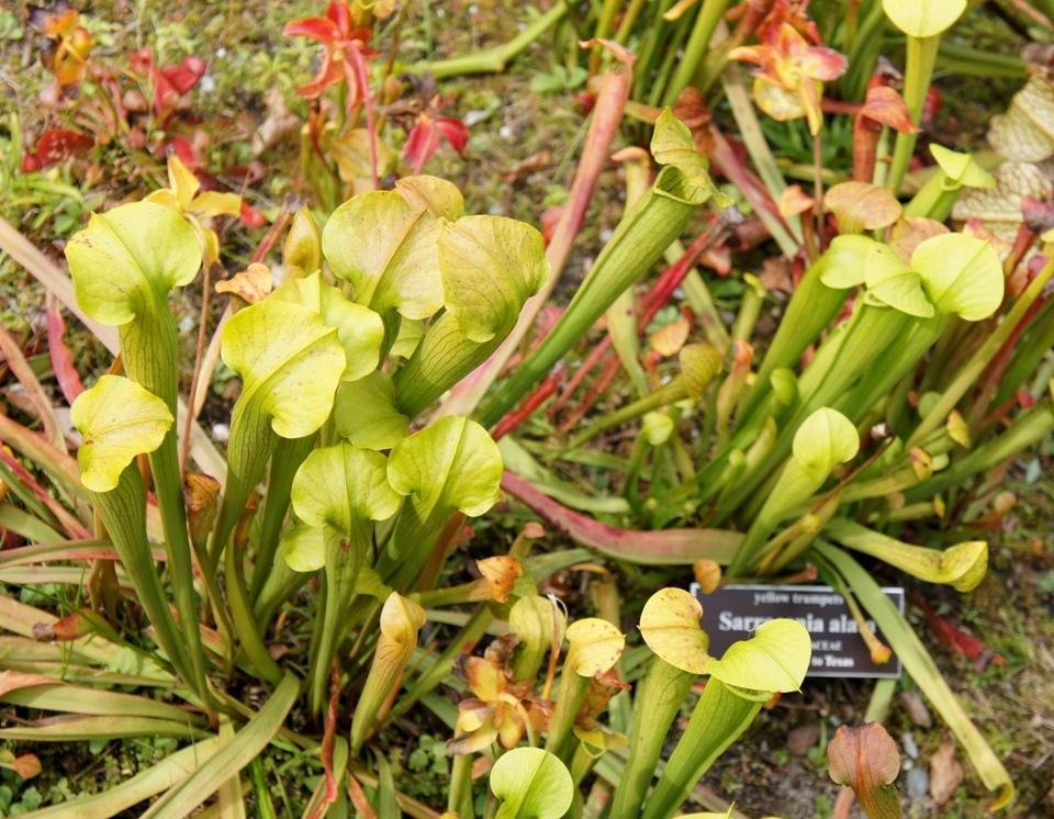 Photo of Pale Pitcher Plant (Sarracenia alata) uploaded by skylark