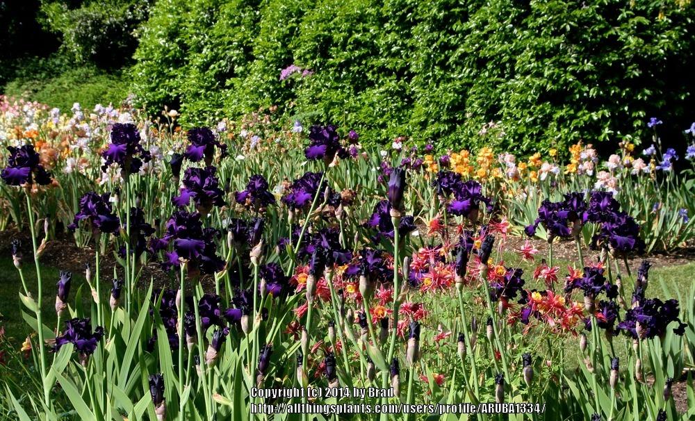 Photo of Tall Bearded Iris (Iris 'Berry Fulfilling') uploaded by ARUBA1334