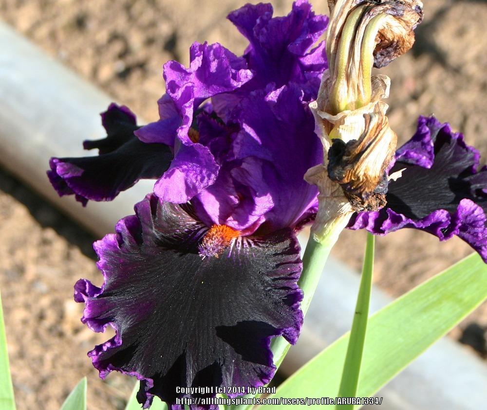 Photo of Tall Bearded Iris (Iris 'Happy Eyes') uploaded by ARUBA1334