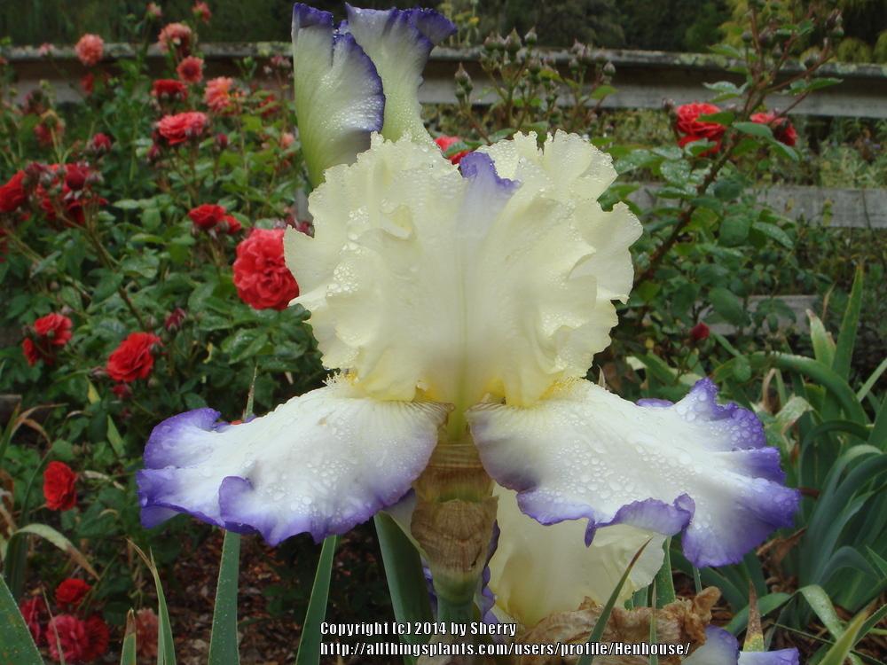 Photo of Tall Bearded Iris (Iris 'Spring Bliss') uploaded by Henhouse
