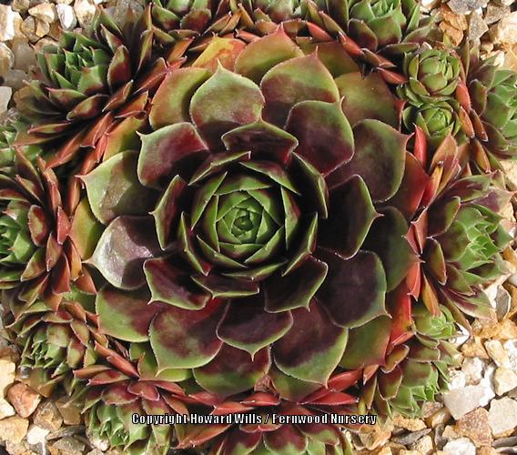 Photo of Hen and Chicks (Sempervivum 'Hayling') uploaded by Patty