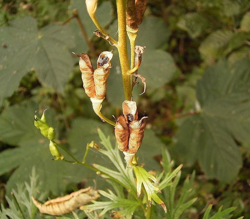 Photo of Monkshood (Aconitum napellus) uploaded by admin