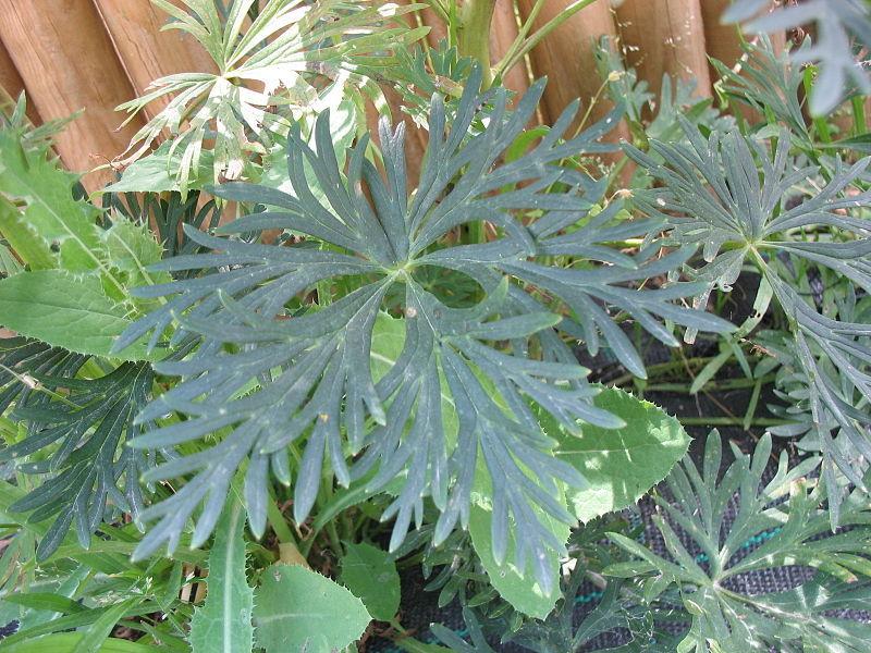 Photo of Monkshood (Aconitum napellus) uploaded by admin