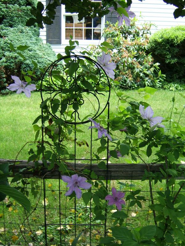 Photo of Clematis Moonfleet™ uploaded by pirl