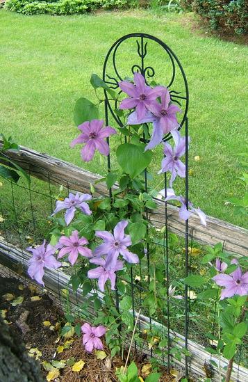 Photo of Clematis Moonfleet™ uploaded by pirl