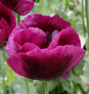 Photo of Opium Poppy (Papaver somniferum 'Lauren's Grape') uploaded by Calif_Sue