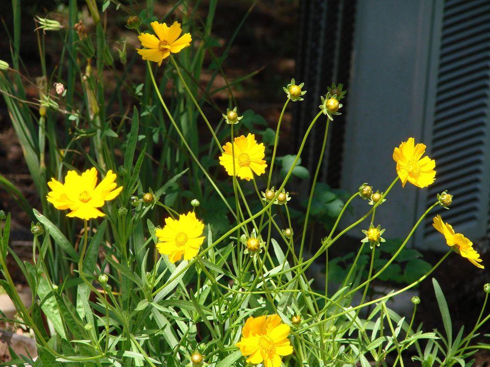 Photo of Largeflower Tickseed (Coreopsis grandiflora) uploaded by Joy