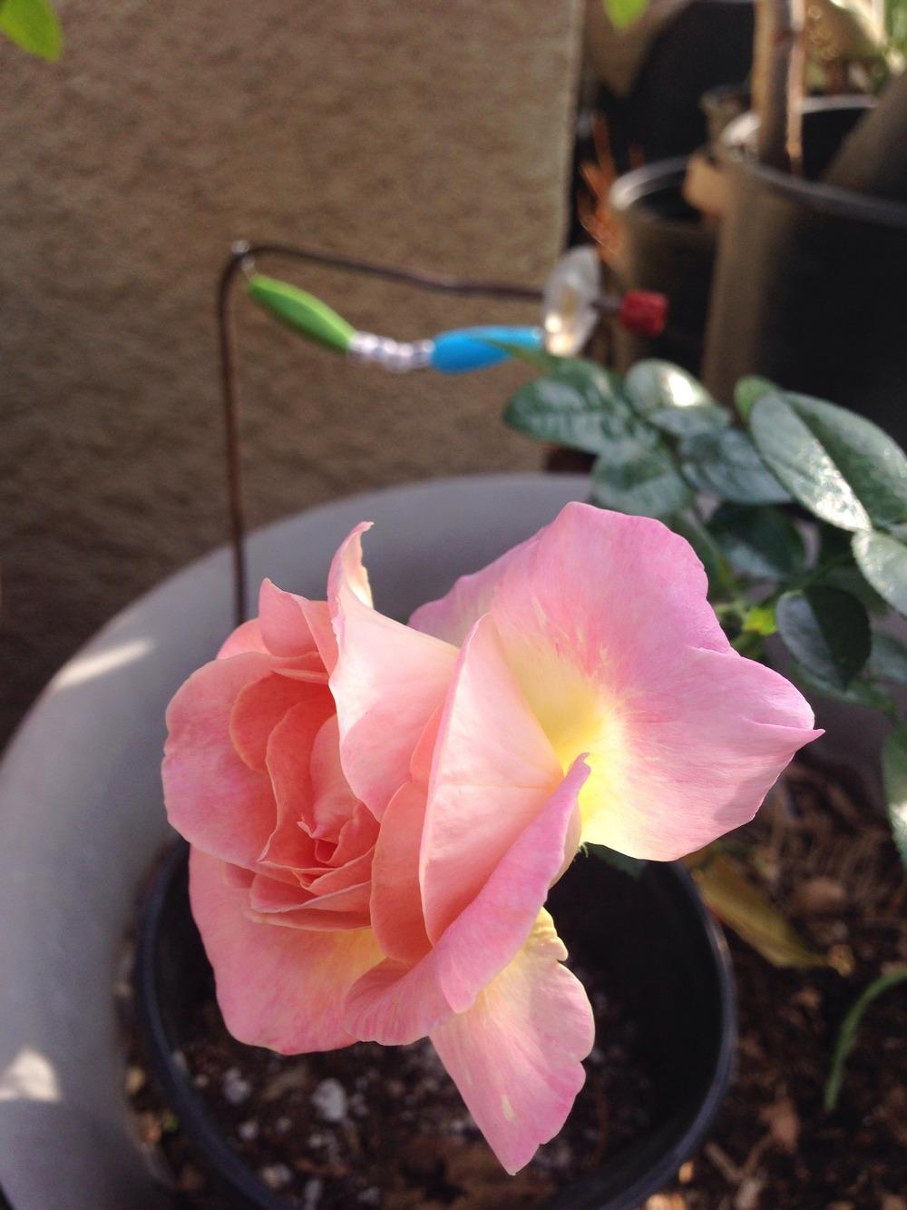 Photo of Rose (Rosa 'Elle') uploaded by mattmackay22