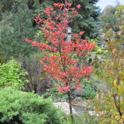 Location: My garden in N E Pa. 
Date: 2014-10-15
Fall color.