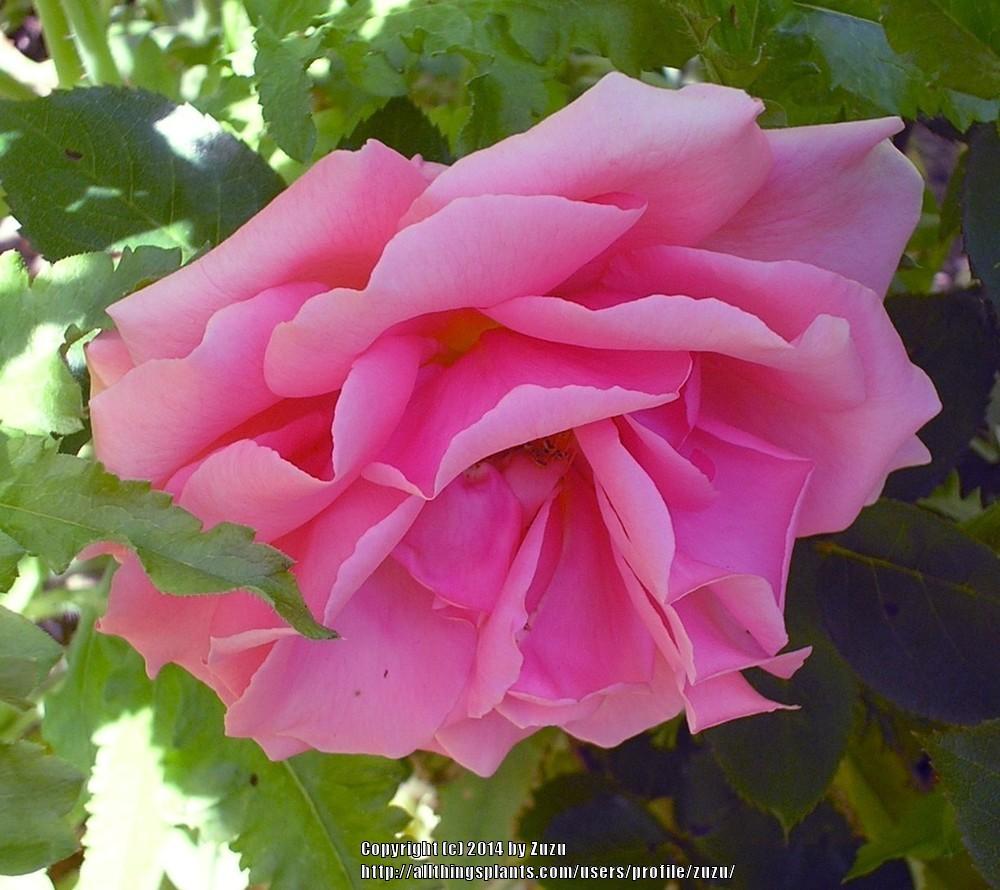 Photo of Rose (Rosa 'Blossomtime') uploaded by zuzu