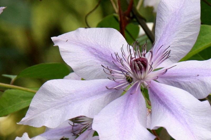 Photo of Clematis Moonfleet™ uploaded by Calif_Sue