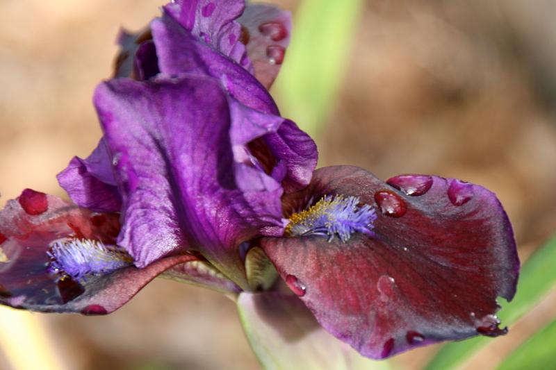 Photo of Standard Dwarf Bearded Iris (Iris 'Plum Wine') uploaded by Calif_Sue