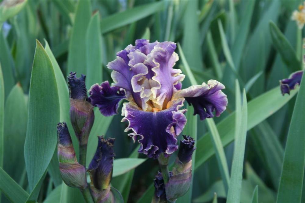 Photo of Tall Bearded Iris (Iris 'Secret Recipe') uploaded by KentPfeiffer