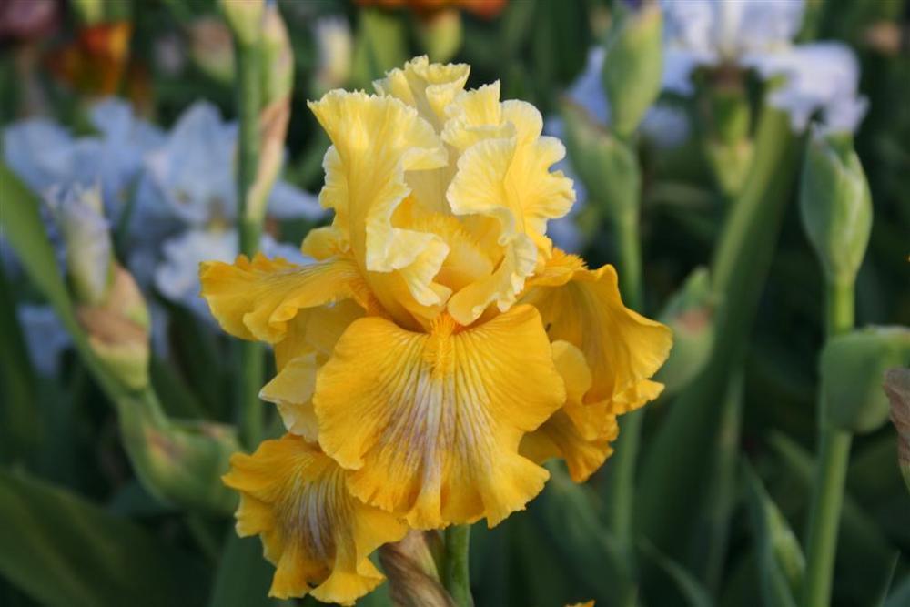 Photo of Tall Bearded Iris (Iris 'Smart Money') uploaded by KentPfeiffer