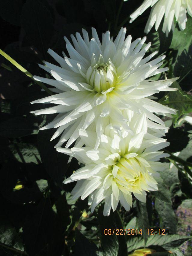 Photo of Dahlia 'Todd H' uploaded by Oberon46