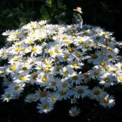If left in one spot this daisy forms a lovely compact little bush