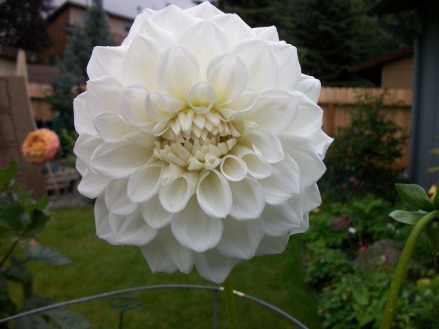 Photo of Dahlia 'White Fawn' uploaded by Oberon46