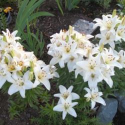 Location: My Garden, Anchorage, Alaska
Date: 8-9-12
this lily has multiplied fast from three bulbs.