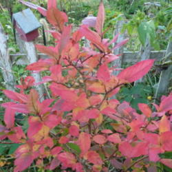 Location: Indiana zone 5
Date: 2014-10-19
Fall color