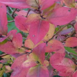Location: Indiana zone 5
Date: 2014-10-19
fall color
