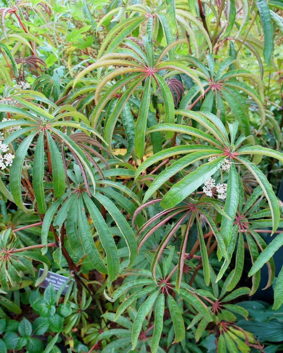 Photo of Palm-leaf Begonia (Begonia luxurians) uploaded by skylark