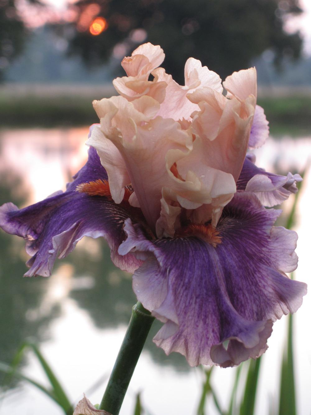 Photo of the bloom of Tall Bearded Iris (Iris 'Paris Memory') posted by
