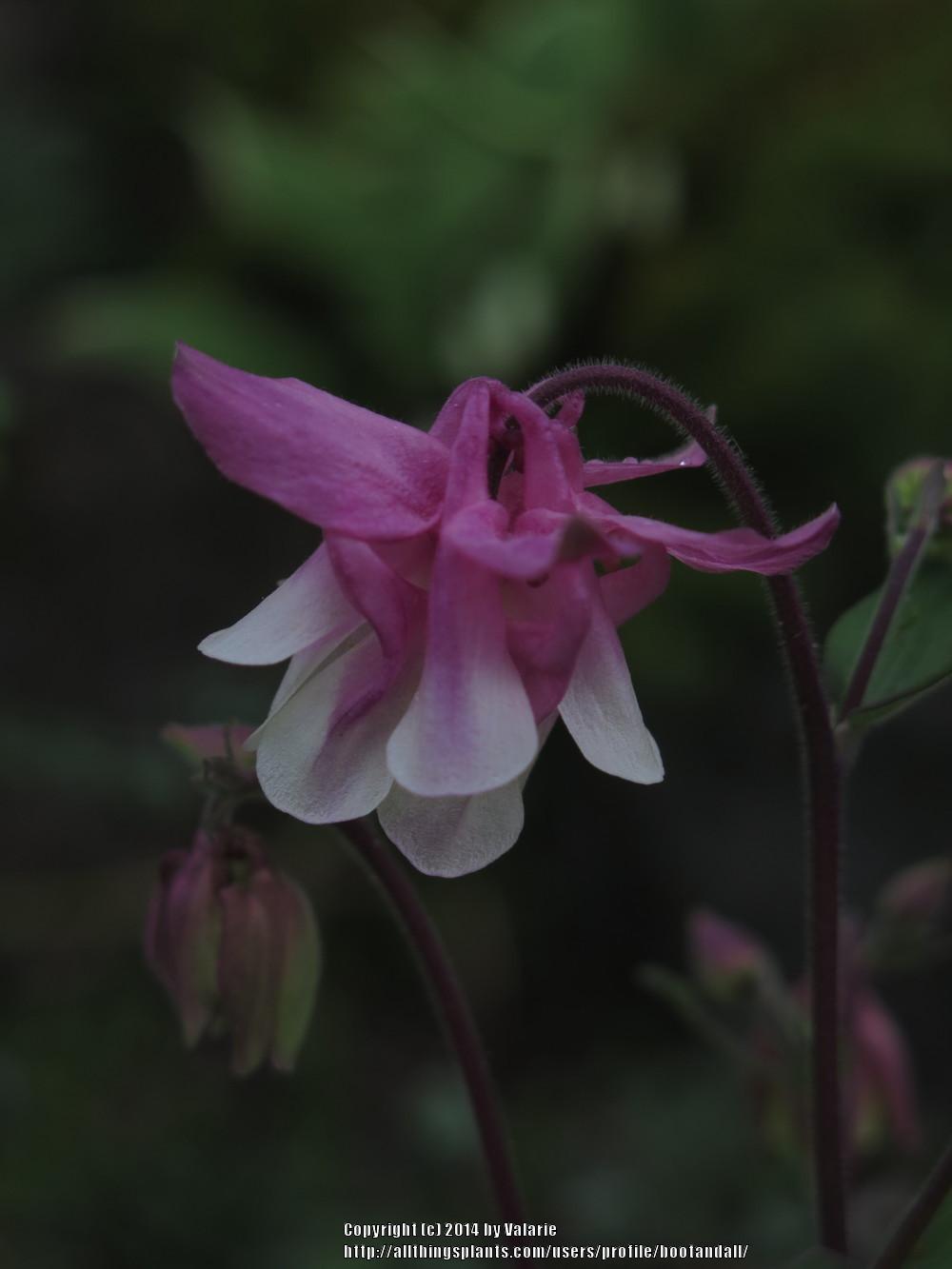 Photo of Columbines (Aquilegia) uploaded by bootandall