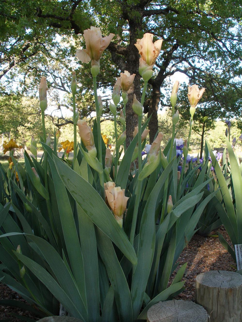 Photo of Tall Bearded Iris (Iris 'Carefree Days') uploaded by needrain